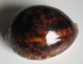 /products/cypraea-tigris-linnaeus-17584/