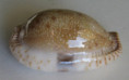 /products/cypraea-erosa-lactescens-dautzenberg-19331/