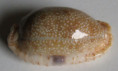 /products/cypraea-erosa-linnaeus-1758/