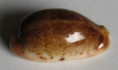 /products/cypraea-caurica-elongata-f-fuscorostrata-bozzetti-2009/