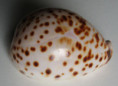 /products/cypraea-tigris-linnaeus-17581/