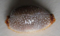 /products/cypraea-staphylaea-2-linne-1758/