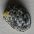 /products/nerita-grisea-1-reeve-1855/