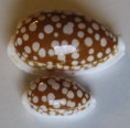 /products/cypraea-cribraria-linnaeus-17584/