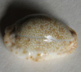/products/cypraea-erosa-lactescens-dautzenberg-1933/