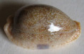 /products/cypraea-erosa-linnaeus-17581/