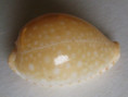 /products/cypraea-guttata-guttata-gmelin-17911/