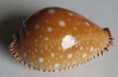 /products/cypraea-guttata-gmelin-1791/