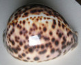 /products/cypraea-tigris-schilderiana-c-n-cate-19612/