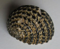 /products/nerita-exuvia-2-linne-1758/