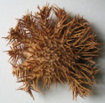 /products/acanthaster-planci-linnaeus-17581/