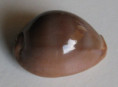 /products/cypraea-sulcidentata-gray-18242/