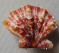 /products/mirapecten-mirificus-reeve-18531/