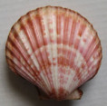 /products/aequipecten-opercularis-audouinii-payraudeau-1826/