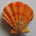 /products/mirapecten-rastellum-lamarck-1819/