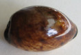 /products/cypraea-lynx-linnaeus-17583/