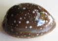 /products/cypraea-vitellus-linnaeus-c-17583/
