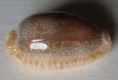 /products/cypraea-erosa-linnaeus-17584/