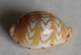 /products/cypraea-ziczac-lamarck-18102/