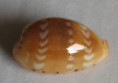 /products/cypraea-ziczac-linnaeus-17582/