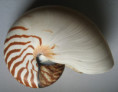 /products/nautilus-pompilius-linnaeus-1758-giant/