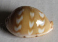 /products/cypraea-zebra-linnaeus-17583/