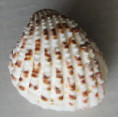 /products/acanthocardia-aculeata-linne-1758/