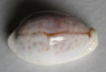 /products/cypraea-boivinii-kiener-18433/