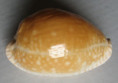 /products/cypraea-guttata-surinensis-bengalensis-raybaudi-1978-racha-islands/