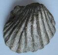 /products/conus-adversarius-tryoni-heilprin-18872/