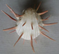 /products/spondylus-imperialis-chenu-1844/