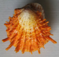 /products/spondylus-setiger-reeve-1856/