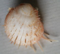 /products/spondylus-setiger-reeve-18563/