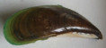 /products/perna-viridisa-linnaeus-1758-mytilidae/