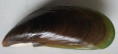 /products/acanthocardia-tuberculata-linnaeus-17581/