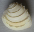 /products/clausinella-calophylla-philippi-1836/