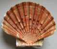 /products/pecten-jacobaeus-linnaeus-1758/