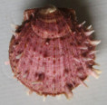 /products/spondylus-gaederopus-linnaeus-1758/