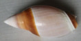 /products/ancilla-rubiginosa-swainson-18234/