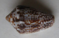 /products/conus-puncticulatus-cardonensis-vink-19903/