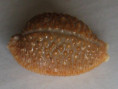 /products/cypraea-nucleus-linnaeus-17581/