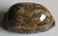 /products/cypraea-eglantina-duclos-18332/