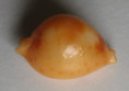 /products/cypraea-bistrinotata-schilder-schilder-19371/