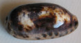 /products/cypraea-testudinaria-linne-1758/