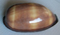 /products/cypraea-talpa-linnaeus-17581/