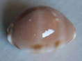 /products/cypraea-tessellata-swainson-18221/