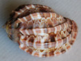 /products/harpa-queenslandica-berschauer-petuch-20152/