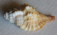 /products/charonia-lampas-linnaeus-17582/