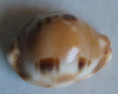/products/cypraea-tessellata-swainson-18224/