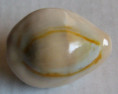 /products/cypraea-annulus-dilatissima-lorenz-20171/